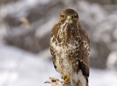 Les randonnées nature du Comité Écologique Ariégeois : Oiseaux de montagne en vallée d'Estours 