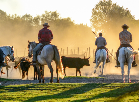 Matinée Camarguaise à la manade Jullian 