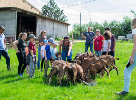 Visite et dégustation de la chèvrerie de Saint-Jean 