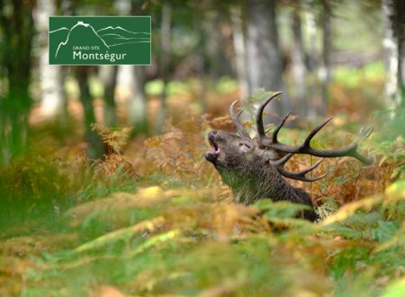 Découverte du roi de la forêt et de son environnement 