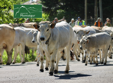 Dernière étape de la transhumance des vaches jusqu'au Lac de Montbel 