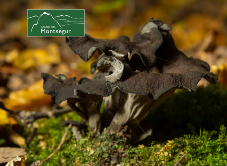 Découverte des champignons par les sens 