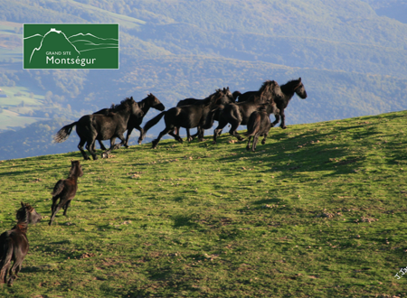 Avant-dernière journée de transhumance pour les Mérens 