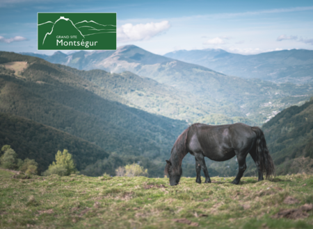 Avant-dernière journée de transhumance pour les Mérens 