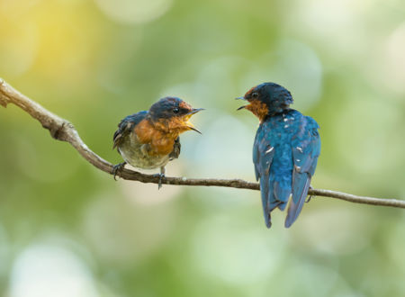 Un été avec le parc : poser un autre regard sur les oiseaux 