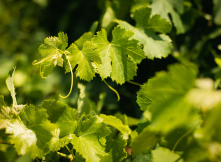 De la vigne au vin 