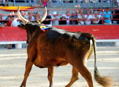 Courses Camarguaises Challenge 2026 de la Terre d'Argence à Jonquières-Saint-Vincent 