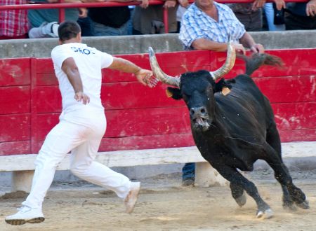 Courses Camarguaises Challenge 2026 de la Terre d'Argence à Bellegarde 