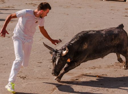 Courses Camarguaises Challenge 2026 de la Terre d'Argence à Vallabrègues 