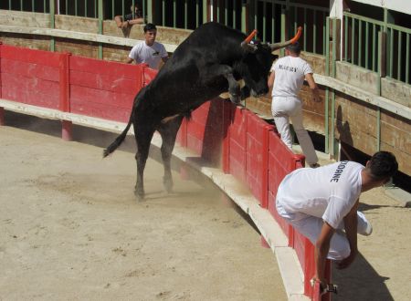 Trophée Camargue Médical - Course camarguaise - 2e journée 