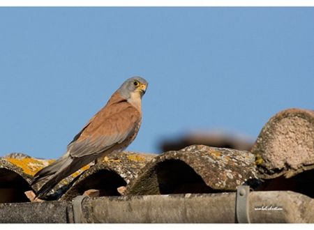 Découverte des faucons crécerellettes 