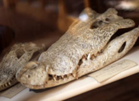 Nuit européenne des musées - Parcourir le monde au Muséum 