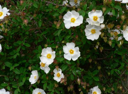 Balade botanique et ethnobotanique en Garrigue - Avril en balade 2026 