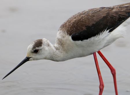 Sortie ornithologique autour des gravières de Guitalens 
