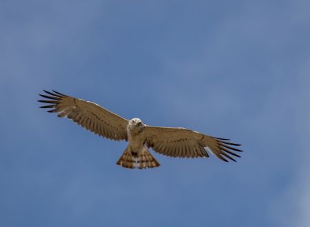 Sortie ornithologique dans la plaine de Coucut 