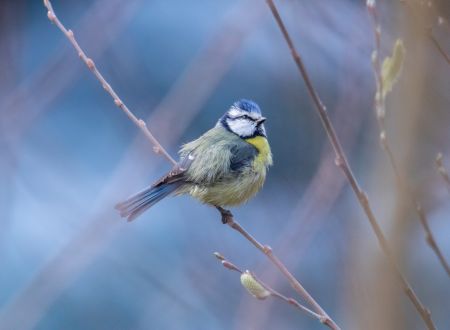 Sortie ornithologique sur les coteaux de Lombers 