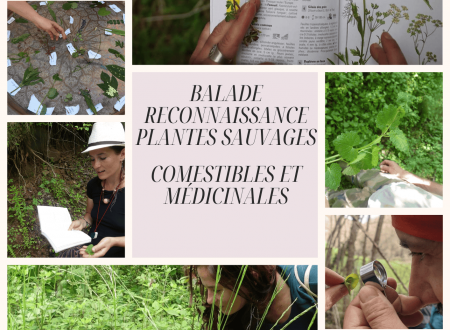 Balades à la découverte des plantes sauvages comestibles et médicinales 