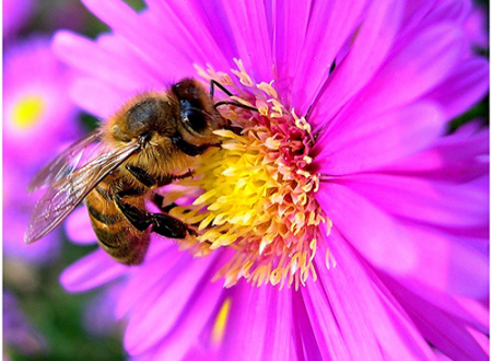 Exposition sur les Parcs et jardins du Gard 