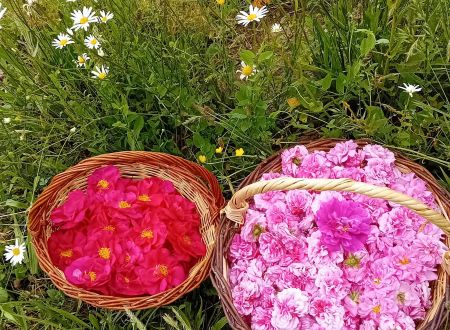 Visite à la Ferme, Rosier et plantes médicinales 