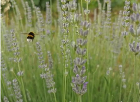 Balade ornitho' dans les vignes - L'Enclos des Braves 