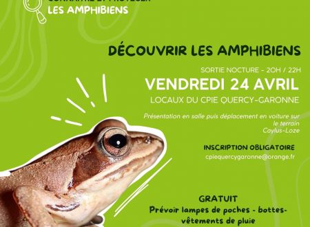 Animation nocturne à la découvert des amphibiens 