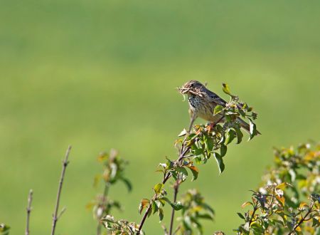 Sortie ornithologique sur la plaine de Coucut 