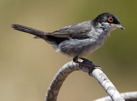 Sortie ornithologique dans les landes de Lautrec 
