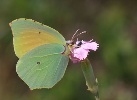 Balade - A la découverte des insectes 