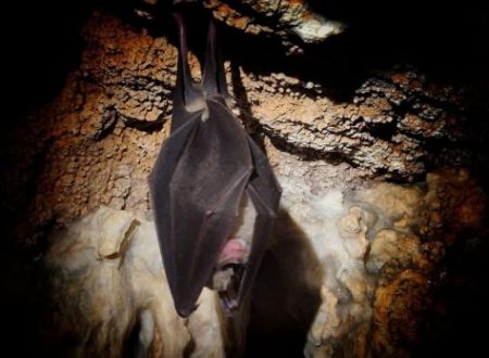 Balade d’observation des chauve-souris dans la Mer des Rochers 