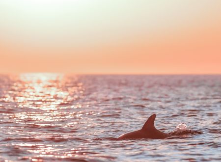 Observation du grand dauphin 