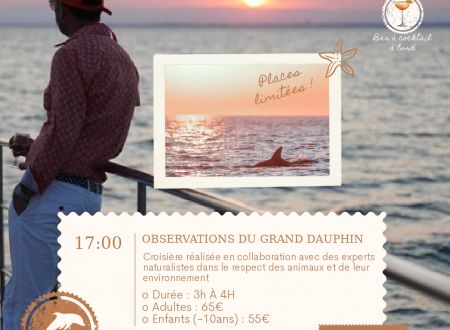 Observation du grand dauphin 