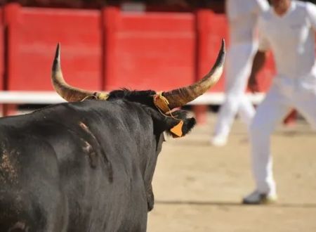 Courses Camarguaises - Trophée des As Arènes de Beaucaire 