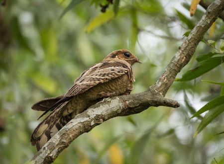 Sortie Nature - Les hauts de l’Engoulevent 
