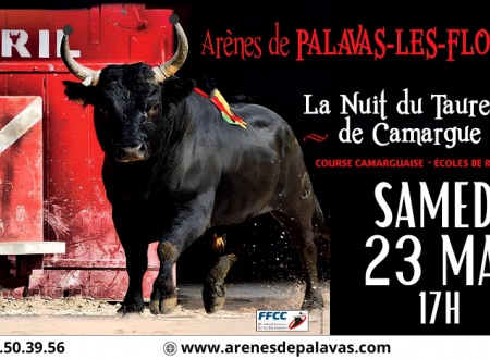 La nuit du taureau de Camargue 