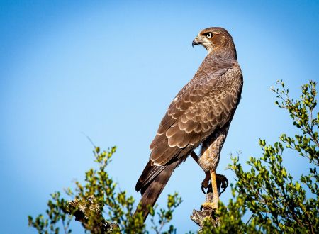 Balade - Les plumes des garrigues 