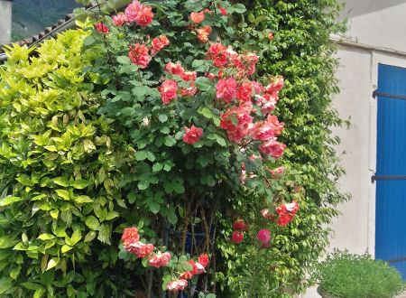 La maison des fleurs 