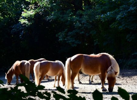 Les Poneys du Val d'Emeraude 