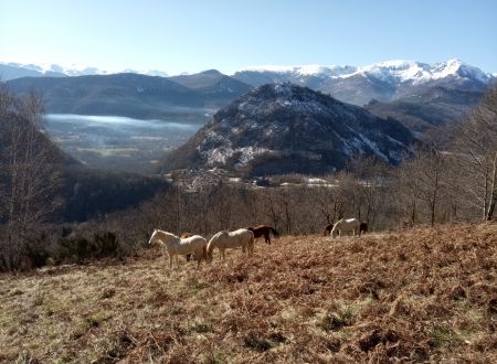 La ferme équestre de Thomas et Elsa 