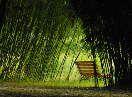 Le Parc aux Bambous 
