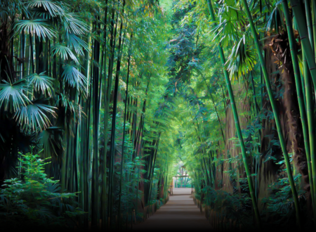 Der Bambusgarten in den Cevennen 