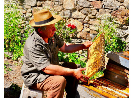Visite libre de la ruche du Berger des Abeilles 