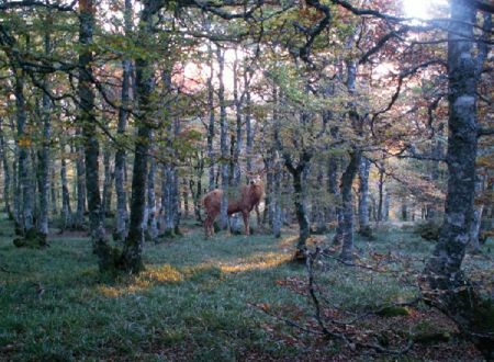 Sortie à l'écoute du Brame du Cerf 