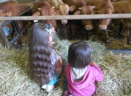 Visite à la ferme de la Franquèze du Favaldou : Le Veau d'Aveyron et du Ségala 