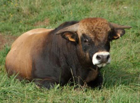 Concours des Boeufs de Noël de Laissac