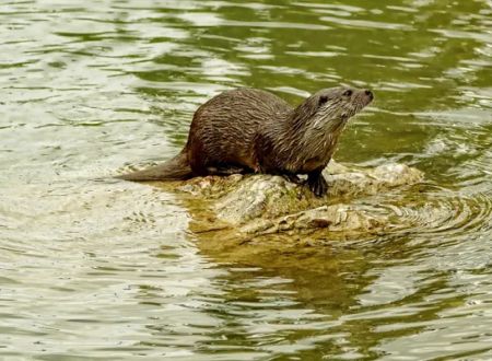 Balade sur la piste de la loutre d’Europe à Monteils avec Anthony Vieillard 