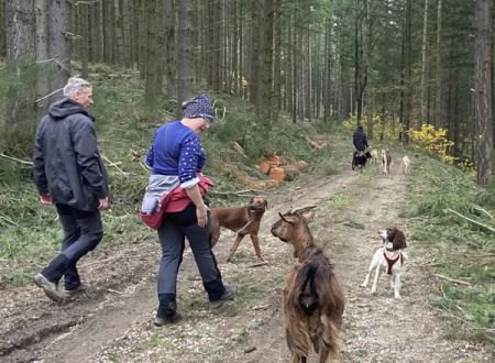 Randonnée accompagnée avec des chèvres de bat 