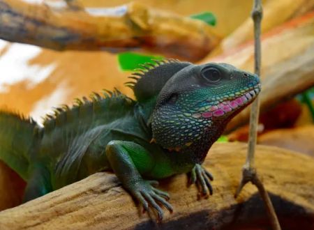 Le Reptilarium du Larzac 