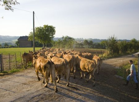 Visite de ferme du veau de l'Aveyron et du Ségala 