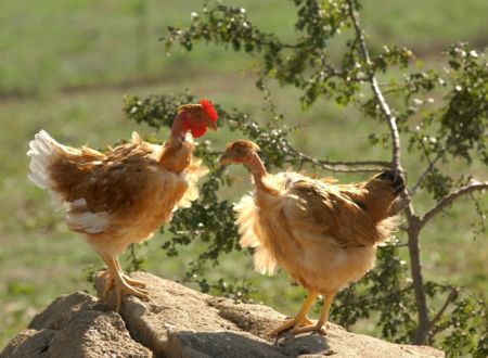 La Ferme de la famille Quintard 