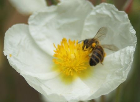 Atelier Permaculture